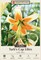 Rare Lady Alice Heirloom Turk's Cap Lily - 2 Bulbs - 14/16cm - New